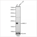 KD-Validated MRPL11 Rabbit pAb (20 μl)