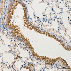 KD-Validated MRPL13 Rabbit pAb (20 μl)