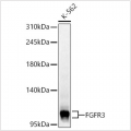 KD-Validated FGFR3 Rabbit pAb (20 μl)