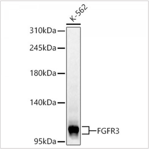 KD-Validated FGFR3 Rabbit pAb (20 μl)