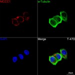 KD-Validated MCCC1 Rabbit mAb (20 μl)