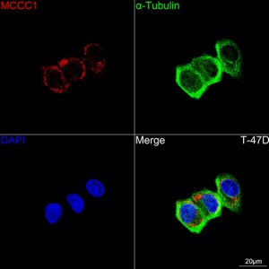 KD-Validated MCCC1 Rabbit mAb (20 μl)