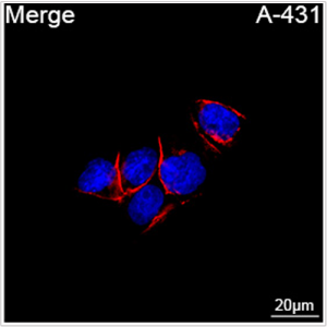ABflo® 647 Rabbit anti-Human CD104/Integrin β4 mAb (100 T)
