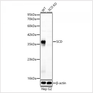 KD-Validated SCD Rabbit pAb (20 μl)