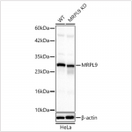 KD-Validated MRPL9 Rabbit pAb (20 μl)