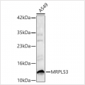KD-Validated MRPL53 Rabbit pAb (20 μl)