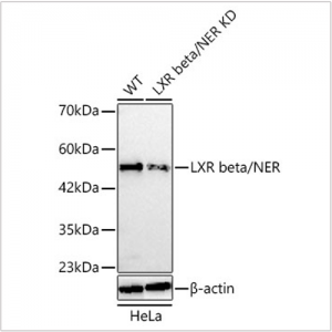 KD-Validated LXR beta/NER Rabbit pAb (20 μl)