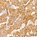 KD-Validated Cyclophilin F Rabbit mAb (20 μl)