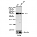 KD-Validated CAT1 Rabbit pAb (20 μl)