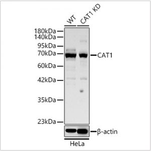 KD-Validated CAT1 Rabbit pAb (20 μl)