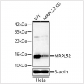 KD-Validated MRPL52 Rabbit pAb (20 μl)