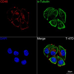 KD-Validated CD46 Rabbit mAb (20 μl)
