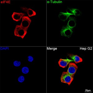 KD-Validated eIF4E Rabbit mAb (20 μl)