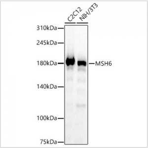 KO-Validated MSH6 Rabbit mAb (20 μl)