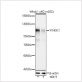 KO-Validated Ythdc1 Rabbit mAb (20 μl)