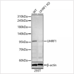 KD-Validated UHRF1 Rabbit pAb (20 μl)