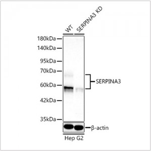 KD-Validated SERPINA3 Rabbit pAb (20 μl)
