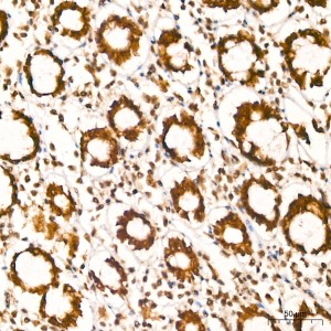 KD-Validated POLR2L Rabbit mAb (20 μl)
