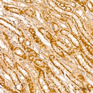 KD-Validated TFEB Rabbit mAb (20 μl)