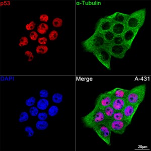 KO-Validated p53 Rabbit PolymAb® (20 μl)
