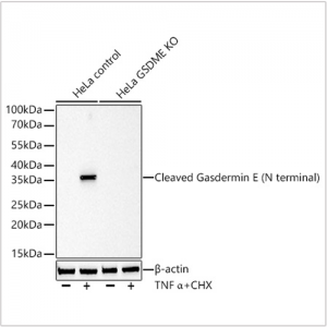 KO-Validated Cleaved Gasdermin E (N terminal) Rabbit mAb (20 μl)