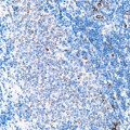 KD-Validated MRPL20 Rabbit mAb (20 μl)