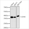 KD-Validated LDHA Rabbit mAb (20 μl)