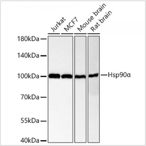 KO-Validated Hsp90α Rabbit mAb (20 μl)