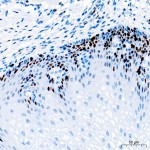 KO-Validated Ki67 Rabbit PolymAb® (20 μl)