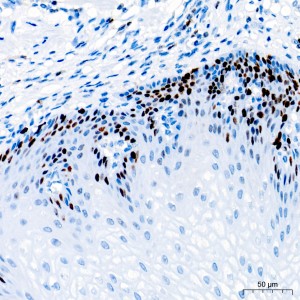 KO-Validated Ki67 Rabbit PolymAb® (20 μl)