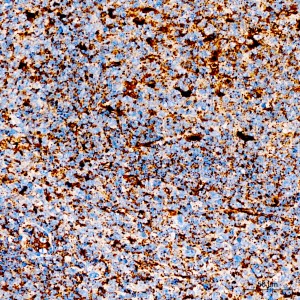 KO-Validated LAMP2 Rabbit PolymAb® (20 μl)