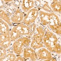 KD-Validated SGPL1 Rabbit mAb (20 μl)
