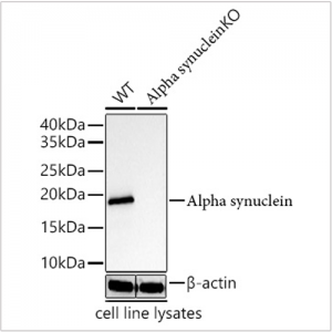 KO-Validated N-terminal alpha-synuclein mAb (20 μl)