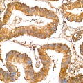 KD-Validated LAP3 Rabbit mAb (20 μl)