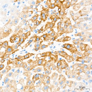 KD-Validated OAT Rabbit mAb (20 μl)