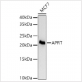 KD-Validated APRT Rabbit mAb (20 μl)