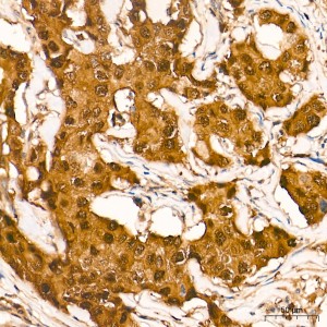 KO-Validated IRF3 Rabbit mAb (20 μl)
