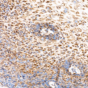 KD-Validated ECH1 Rabbit mAb (20 μl)