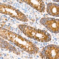 KD-Validated ROMO1 Rabbit mAb (20 μl)