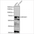 KO-Validated EIF2AK1 Rabbit pAb (20 μl)