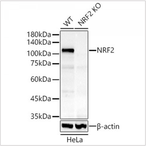 KO-Validated NRF2 Rabbit mAb (20 μl)