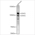 KD-Validated STAT2 Rabbit mAb (20 μl)
