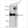 KO-Validated ATG16L1 Rabbit mAb (20 μl)