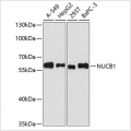 KO-Validated NUCB1 Rabbit pAb (20 μl)