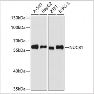 KO-Validated NUCB1 Rabbit pAb (20 μl)