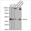 KO-Validated PPP1CC Rabbit pAb (20 μl)