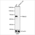 KO-Validated TRIM25 Rabbit mAb (20 μl)