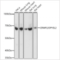 KO-Validated CRMP2/DPYSL2 Rabbit mAb (20 μl)