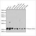 KO-Validated Histone H2A.Z Rabbit mAb (20 μl)