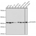 KO-Validated p38 MAPK Rabbit mAb (20 μl)